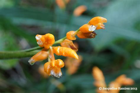 Flower in Ecuador | Ecuador, Plants, Photography