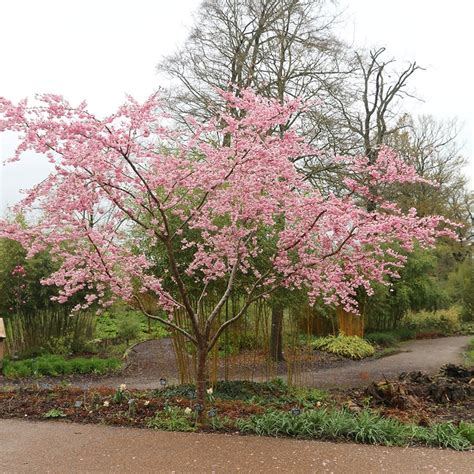 Buy flowering cherry blossom tree Prunus Accolade: £39.99 Delivery by ...