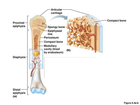 Skeletal Cartilages Contain no blood vessels or nerves - ppt download