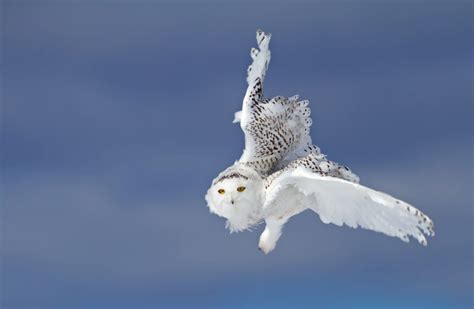 Snowy owl photography workshops - Cottage Life