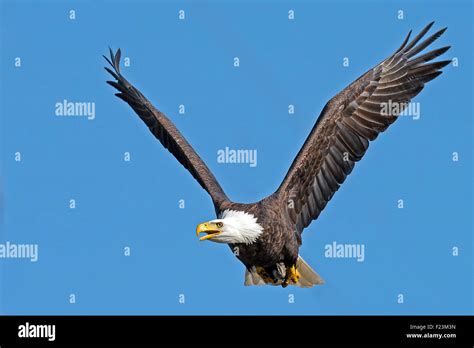 American Bald Eagle in flight Stock Photo - Alamy