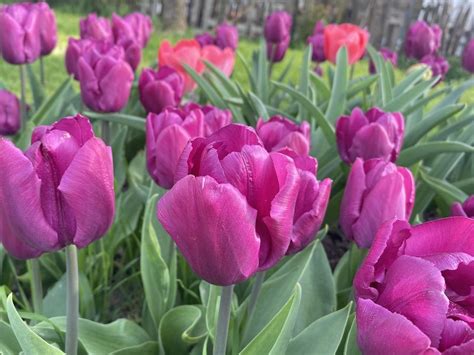 Violet Tulips Pictures, Photos, and Images for Facebook, Tumblr, Pinterest, and Twitter