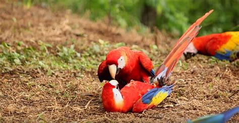 Breathtaking Video: Bet These Scarlet Macaws Can Bring a Tear To Your Eye - EnviroNews | The ...