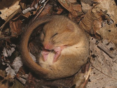 House a Dormouse photo gallery - People's Trust for Endangered Species