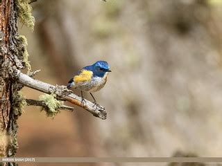 Orange-flanked Bush Robin (Tarsiger cyanurus) | Orange-flank… | Flickr