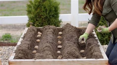 How to Grow Baby Potatoes | Planting potatoes, Potato gardening, Growing potatoes