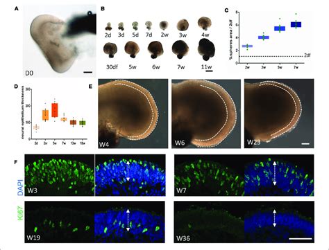 | Morphogenesis of retinal organoids. (A) Bright-field imaging showing ...