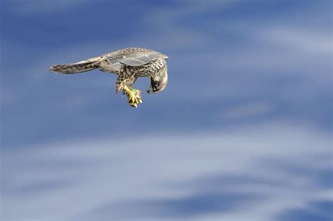 Falcon with prey Photograph by Bradford Martin - Fine Art America