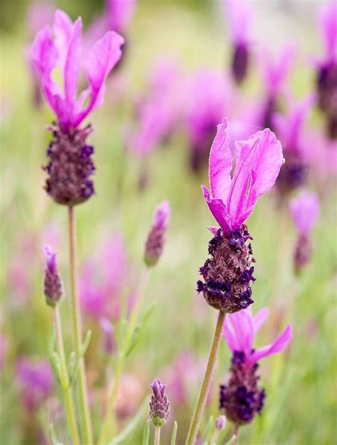 What Are The Different Types Of Lavender