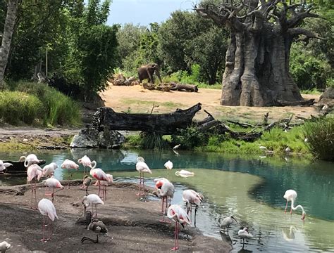 Let’s Take a Journey Through Elephant Country and the Mud Pits on Kilimanjaro Safaris at Animal ...
