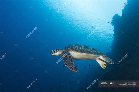 Green sea turtle in North Sulawesi — Cheloniidae, endangered species ...