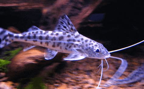 Pictus Catfish: Size, Care and Tank Mates | Fishkeeping World | Catfish tank, Catfish, Fish pet