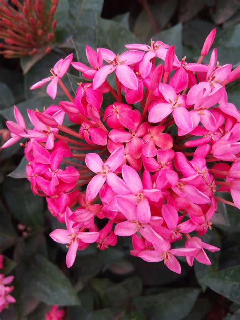 Garden Care Simplified: Ixora Flowers in beautiful Colours Tips for flowering of Ixora