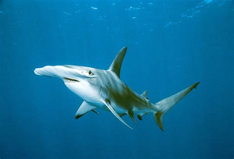 Hammerhead Shark