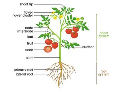 Parts Of A Plant Worksheets Parts Of A Plant, Plants, 42% OFF