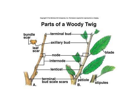 Twigs Diagram | Quizlet