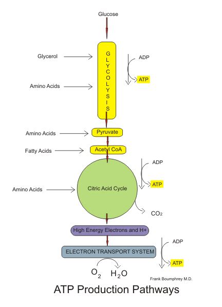 Botany Lab Report on Cellular Respiration. - WriteWork