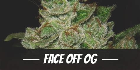 Face Off OG Strain Review - I Love Growing Marijuana