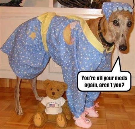 A Dog Wearing Clothes | Funny dog clothes, Greyhounds funny, Funny dog pictures