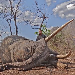 Elephant - Niassa, Mozambique | AfricaHunting.com