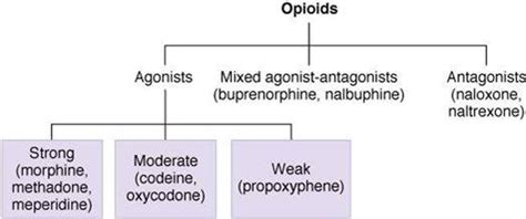 Morphine Mechanism Of Action - slideshare