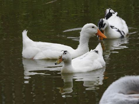 CREATURE FEATURE: Magpie Duck | SIMILAR BUT DIFFERENT IN THE ANIMAL KINGDOM