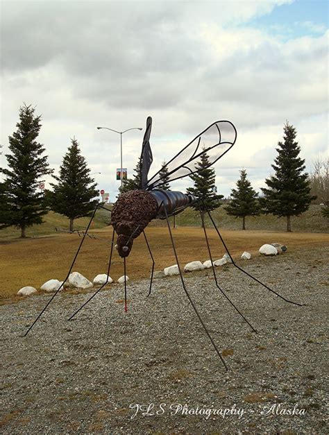 Alaskan Mosquito ! | Alaska has big mean mosquitos that are … | Flickr