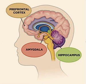 Your Brain's Memory Storage Command Center — The Behavior Hub