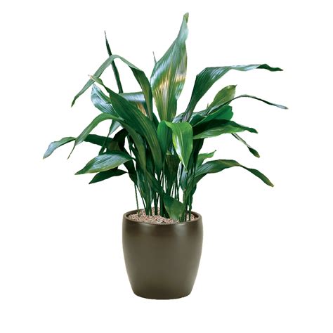 Cast Iron Plant Indoor Care, Water, Sunlight Guide | Plantscape LIVE