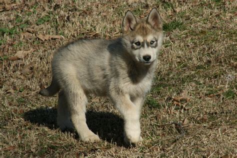 Timber the Female Wolf-Dog Cub/Puppy - IMG_4722 | Timber the… | Flickr