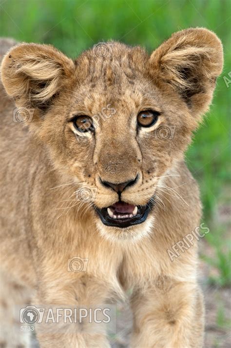 AFRIPICS - Lion cub portrait