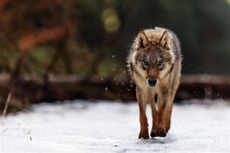 What Do Wolves Eat: A Complete List - All Things Foxes