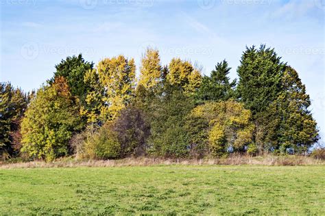 Copse of trees with beautiful autumn foliage 13663823 Stock Photo at Vecteezy