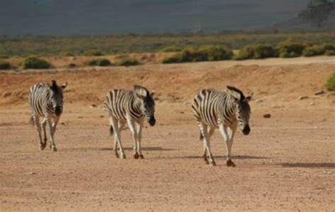 Cape Town Safari - South Africa