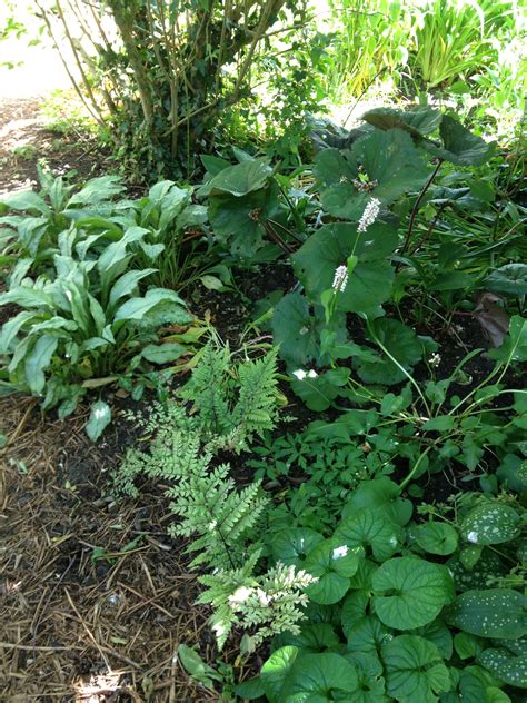 Green Plants Growing in Front of Trees and Bushes