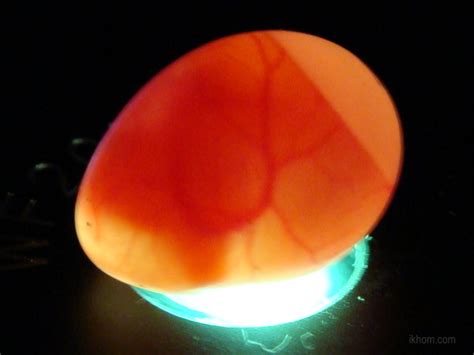 Chicken Egg Candling Guide – The Poultry Guide