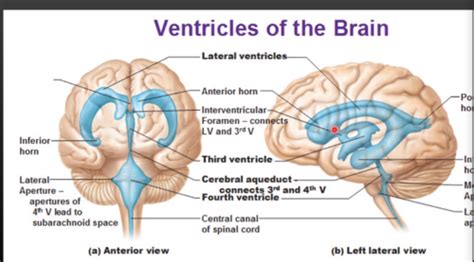 Ventricles, Choroid Plexus, CSF and Meninges Flashcards | Quizlet