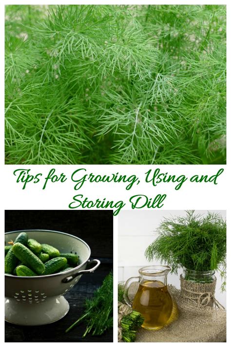 Growing Dill - Planting, Storing and Harvesting Dill Weed