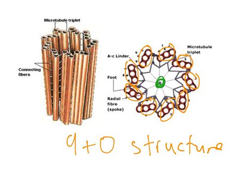 Structure of centriole | Science, Biology, Cell Structure | ShowMe