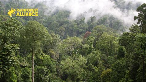 Rainforest Alliances Zoom Backgrounds Rainforest Alliance | Images and ...