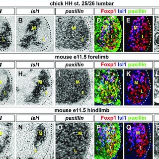 Paxillin function is required for the fidelity of LMC motor axon limb... | Download Scientific ...