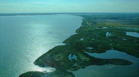 Estuaries - Biomes - 7th Grade Project