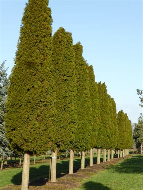 Thuja occidentalis 'Smaragd' | Thuja occidentalis 'Smaragd' - Van den Berk Nurseries