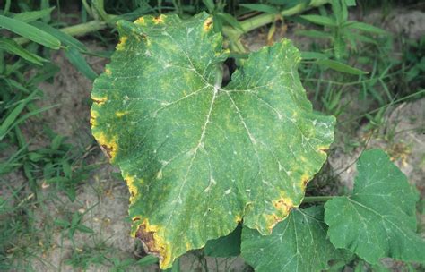 Pumpkin | Diseases and Pests, Description, Uses, Propagation