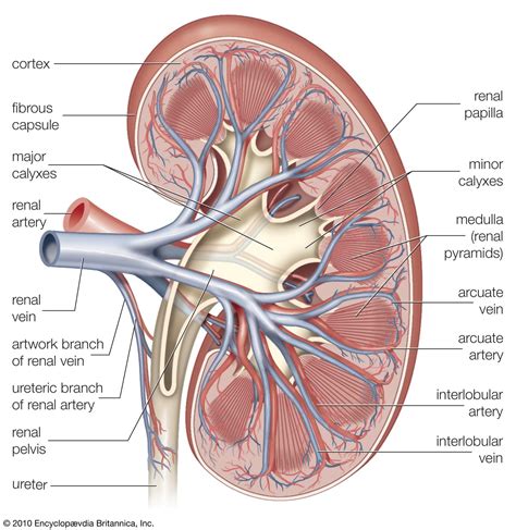 Kidney failure | Causes, Symptoms & Treatment | Britannica