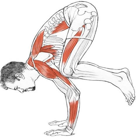 Bakasana - YogaAnatomy.net