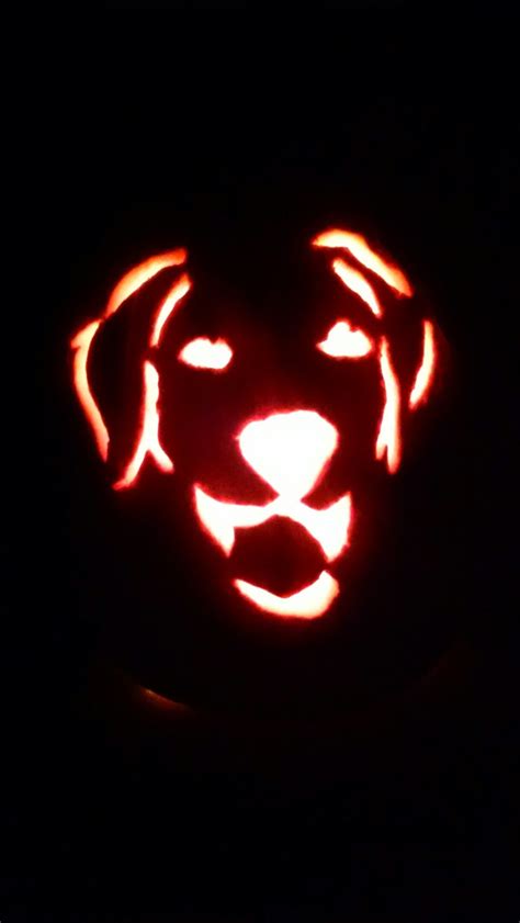 Carved Pumpkin Golden Retriever Puppy