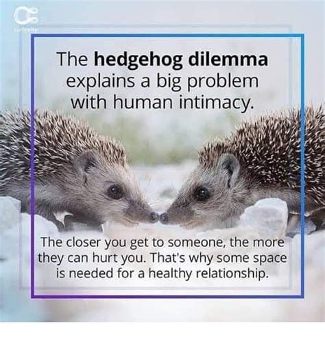 The Hedgehog’s Dilemma. The hedgehog's dilemma, or sometimes… | by ...