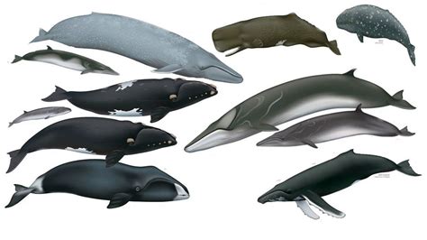 The Great whales: All 13 species explained Which species are considered part of the group? Are ...