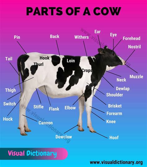 Anatomy Of A Cattle